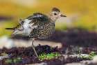 American golden plover stretching Art Print